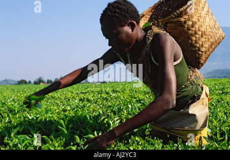 Nahaufnahme eines männlichen ungelernten Kommissionierung Kaffee auf einem großen Kaffee Immobilien. Malawi Stockfoto