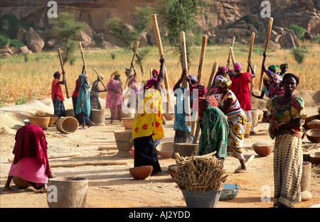 Eine große Gruppe von Dogon Frauen schlagen Hirse in der Nähe von Kane Kombole in Mali Stockfoto