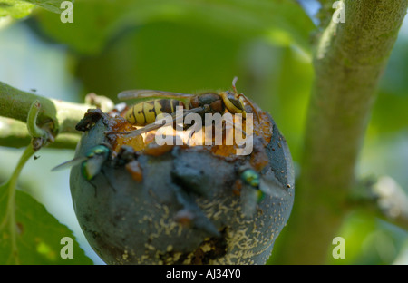 Hornissen Vespa crabro wie einige andere europäische Wespen erscheinen immer in South East England. Stockfoto