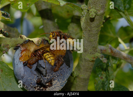 Hornissen Vespa Crabro Essen eine faule verschimmelte Pflaume Stockfoto