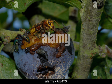 Hornisse Vespa crabro Essen einen faulen schimmelige Pflaume Pflaume Zellstoff in den Hornet gesehen werden kann s massive Kiefer Stockfoto