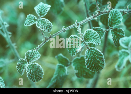 Brombeeren oder Blackberry bedeckt in frost Stockfoto