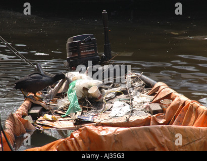 Ein Blässhuhn Fulica Atra bringt eine alte Plastiktüte Müll zu seinem Nest aus Müll in einem alten Boot gemacht Stockfoto