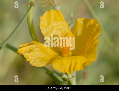Wachsartige hell gelbe Blüte der gelben gehörnten Mohn Glaucium Flavum auf Kieselsteinen wächst Stockfoto