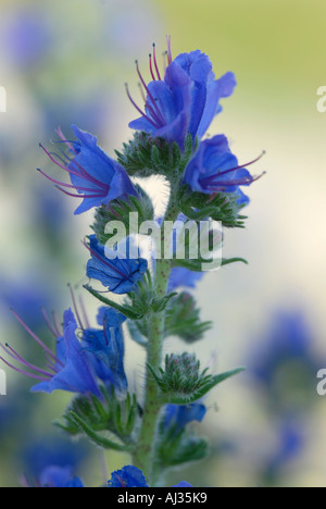 Leuchtend blaue Blüten von Viper s Bugloss Echium vulgare Stockfoto