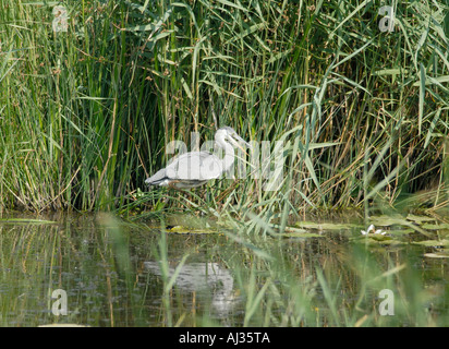 Ein grau Reiher Ardea Cinerea stalking durch schilfige Teich auf seine langen Beine Stockfoto