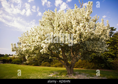 Großer blühender Baum im Frühjahr bei Norfolk Botanical Gardens, Norfolk, Virginia, Vereinigte Staaten von Amerika Stockfoto