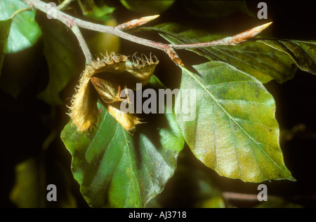 Reife Buche Masten in der Schale auf Baum Stockfoto