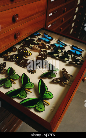 Schmetterlinge in einem Museum anzeigen Fall Tasmanian Museum und Kunstgalerie Hobart Australien Stockfoto