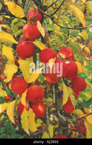 Apfel Ernte Huon Valley Tasmanien Australien Stockfoto