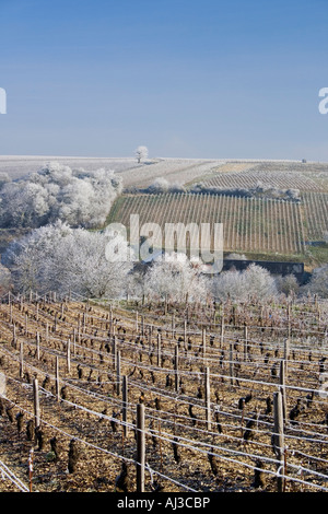 Frankreich, Cher, Sancerrois region, Bue, gefroren AOC Sancerre Weinberg im Winter Stockfoto