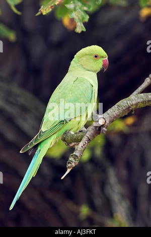 Ring-necked Parakeet geflohen waren in Eiche suchen Warnung Richmond Park London thront Stockfoto