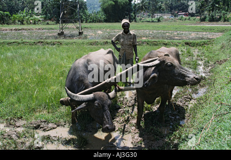 Bauern pflügen der Reisfelder mit Wasser Büffel in Sri Lanka Stockfoto