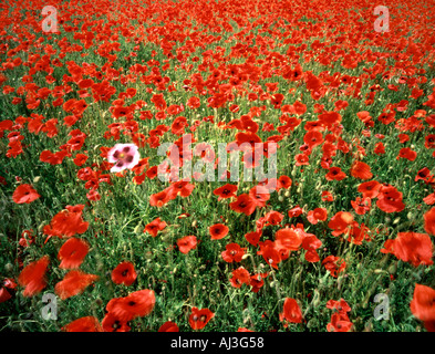 Eine einzelne rosa Mohn unter einem Feld rot. Kent England UK Stockfoto