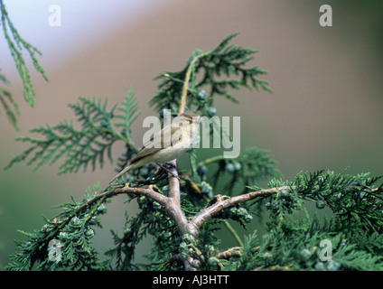 Chiff Spreu (Phylloscopus Collybita) Stockfoto