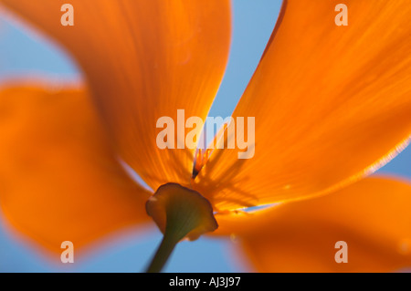 Orange kalifornische Mohn Makro Nahaufnahme Stockfoto