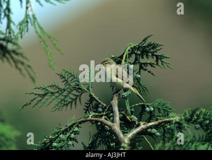 Chiff Spreu (Phylloscopus Collybita) Stockfoto