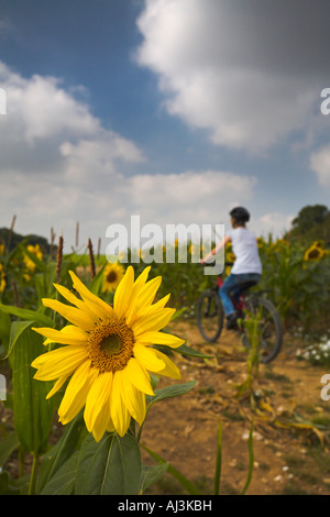 Radfahrer fährt entlang einer Geländestrecke durch ein Feld von Sonnenblumen, Dorset Stockfoto