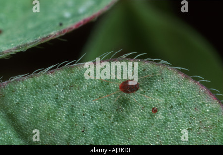 Spinnmilbe Tetranychidae Stockfoto