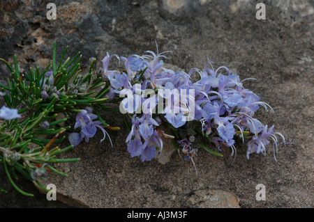 Blumen von Prostata Rosmarin Stockfoto