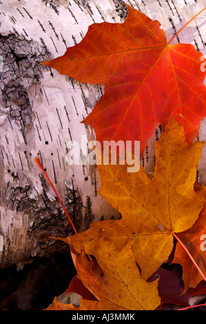 Ahorn-Blätter im Herbst im Wald, Nahaufnahme Stockfoto