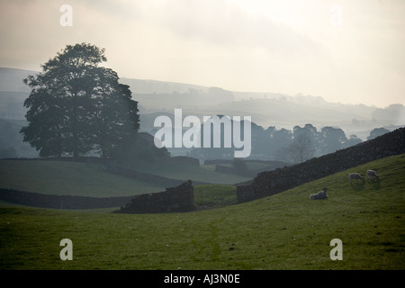 Sonnenaufgang über die Landwirtschaft in der Nähe von Hawes ein Zentrum für Schafe Vertrieb und Tourismus in den Yorkshire Dales National Park UK Stockfoto