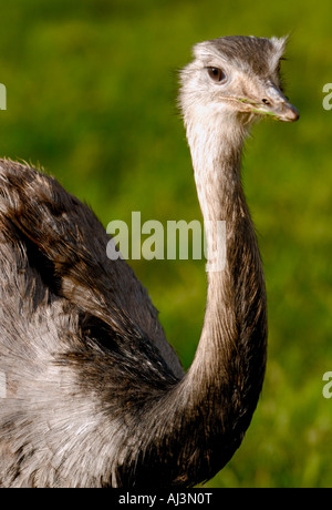 Fütterung in der Ayrshire Farm, wo sie teilweise als Haustiere gehalten werden, aber die Besitzer verkaufen Eiablage, eine Rhea Strauße gelten. Stockfoto