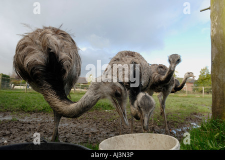 Fütterung in der Ayrshire Farm, wo sie teilweise als Haustiere gehalten werden, aber die Besitzer verkaufen Eiablage, vier Rhea Strauße gelten. Stockfoto