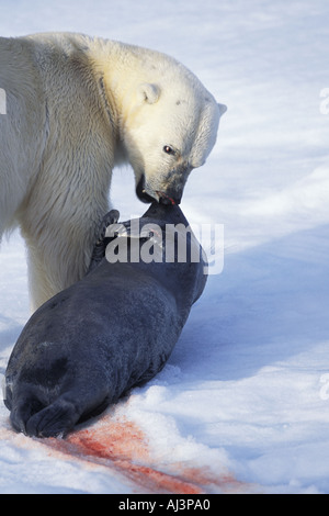 Eisbär Ursus Maritimus zieht Dichtung töten Spitzbergen Norwegen Stockfoto