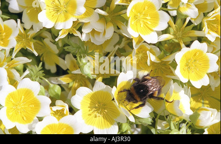 Biene auf des Douglasii pochiertes Ei Pflanze Frühjahr 2005 Stockfoto