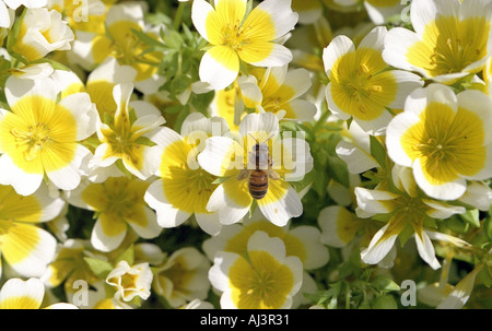 Honigbiene auf des Douglasii pochiertes Ei Pflanze Frühjahr 2005 Stockfoto