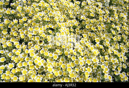 Honigbienen auf des Douglasii pochiertes Ei Pflanzen Frühjahr 2005 Stockfoto