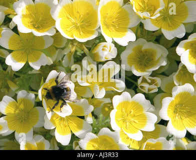 Biene auf des Douglasii pochiertes Ei Pflanze Frühjahr 2005 Stockfoto