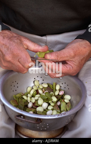 Mann, die Vorbereitung von Saubohnen und Stangenbohnen zum Kochen im Vereinigten Königreich Stockfoto