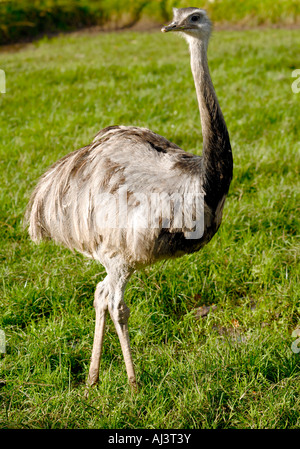 Fütterung in der Ayrshire Farm, wo sie teilweise als Haustiere gehalten werden, aber die Besitzer verkaufen Eiablage, eine Rhea Strauße gelten. Stockfoto