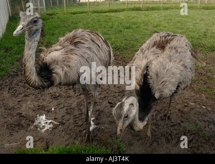 Fütterung in der Ayrshire Farm, wo sie teilweise als Haustiere gehalten werden, aber die Besitzer verkaufen Eiablage, vier Rhea Strauße gelten. Stockfoto