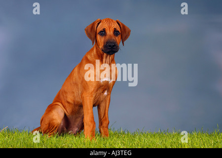 Rhodesian Ridgeback Welpe 3 Monate Stockfoto