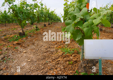 Experimentieren Sie mit chemischen Unkrautvernichtungsmittel mit ein Schild, dass der Boden mit Herbiziden (Desherbement Chimique) behandelt wurde an den Versuchsweinberg CIVC in Plumecoq in der Nähe von Chouilly in der Cote des Blancs, es dient zum Testen der Klone Boden Behandlung Rebe Behandlungen sprühen, Champagner, Marne, Ardennen, Frankreich Stockfoto