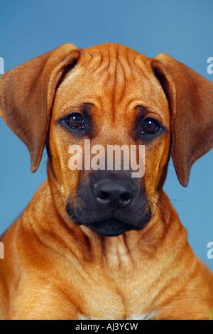 Rhodesian Ridgeback Welpe 3 Monate Stockfoto