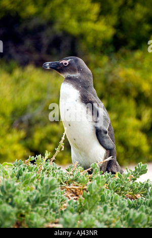 Endemische afrikanische Pinguin bekannt als Jackass Penguin Sphenicus Demersis Cape Town-Südafrika Stockfoto