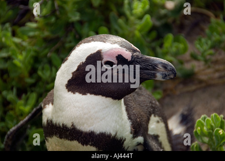 Endemische afrikanische Pinguin bekannt als Jackass Penguin Sphenicus Demersis Cape Town-Südafrika Stockfoto