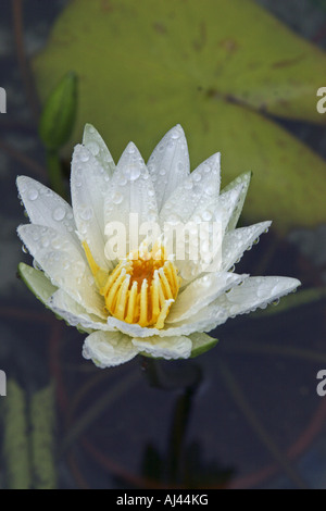 Regentropfen auf Seerose Jindai Botanischer Garten Tokio Japan Stockfoto