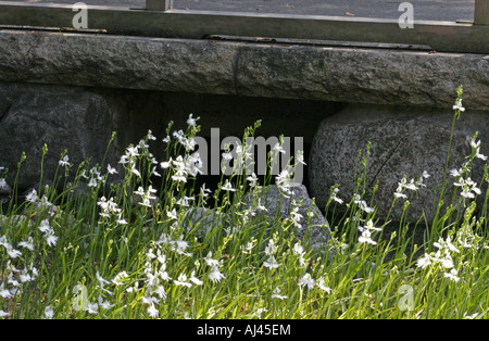 Fransen Orchidee in einem japanischen Garten Japan Stockfoto