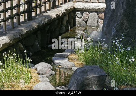 Fransen Orchidee in einem japanischen Garten Japan Stockfoto