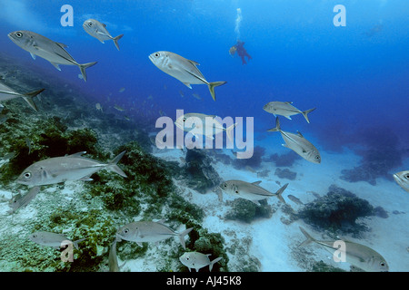 BigEye Makrelen Buchsen Caranx Sexfasciatus Schulbildung Ailuk Atoll Marshall-Inseln Pazifik Stockfoto