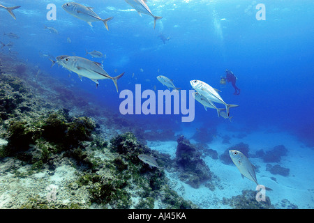 BigEye Makrelen Buchsen Caranx Sexfasciatus Schulbildung Ailuk Atoll Marshall-Inseln Pazifik Stockfoto