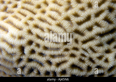 Favid Koralle möglicherweise Platygyra sp Ailuk atol Marshall Islands Pacific Stockfoto