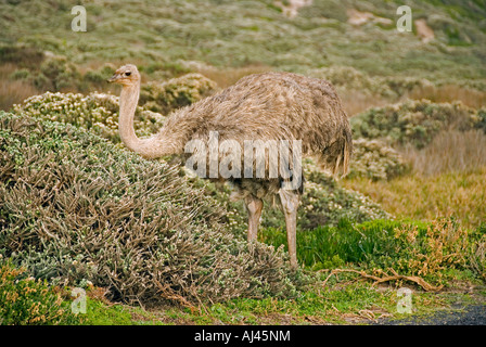 Strauß in Kap der guten Hoffnung in Südafrika Stockfoto