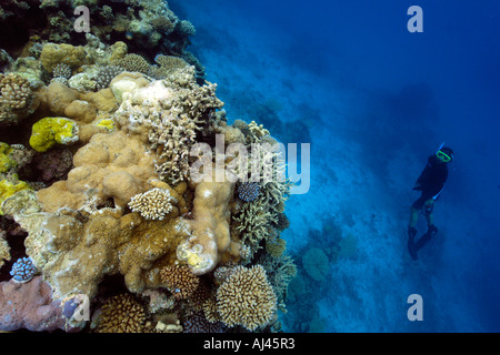 Freitaucher erforscht unberührten Korallenriff vor allem Acropora Spp Ailuk Atoll Marshall-Inseln Pazifik Stockfoto