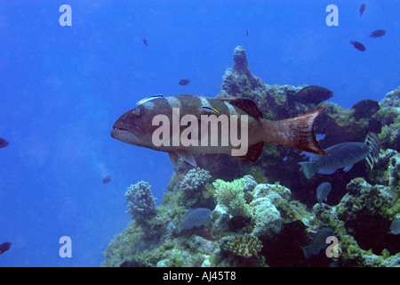 Riesige Korallen Zackenbarsch Plectropomus Laevis gereinigt durch sauberere Lippfisch Labroides Dimidiatus Ailuk Atoll Marshall Stockfoto